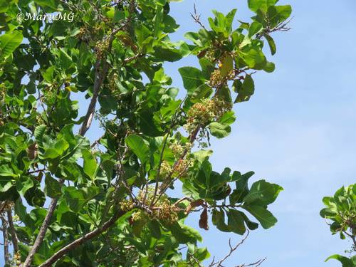 Sandpaper tree (Curatella americana)