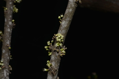 Lepidocupania glomeriflora