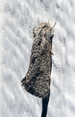 Acrolophus texanella