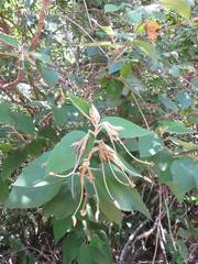 Helicteres baruensis