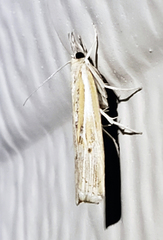 Fissicrambus quadrinotellus