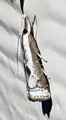 Microcrambus croesus