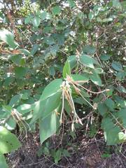 Helicteres baruensis