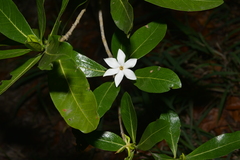 Gardenia urvillei