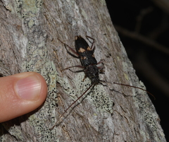 Phoracantha punctata