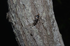 Phoracantha punctata