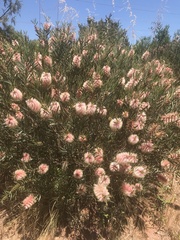 Melaleuca phoenicea