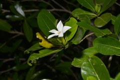 Gardenia urvillei