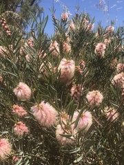 Melaleuca phoenicea