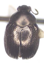Brachypnoea atra