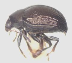 Brachypnoea atra