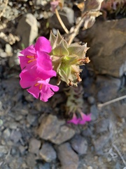 Diplacus cusickioides