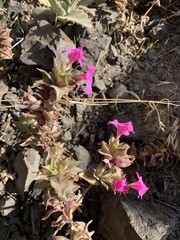 Diplacus cusickioides