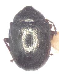 Brachypnoea atra