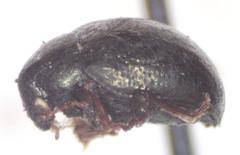 Brachypnoea atra