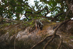 Selenicereus costaricensis