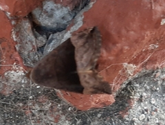 Ophisma