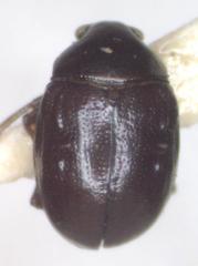 Brachypnoea atra