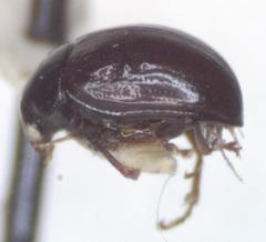 Brachypnoea atra