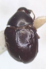 Brachypnoea atra