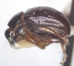 Brachypnoea atra