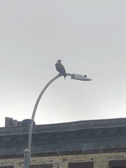 Buteo jamaicensis