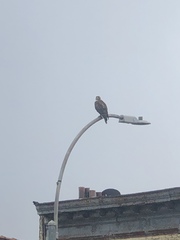 Buteo jamaicensis