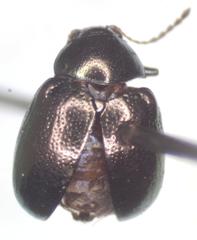 Brachypnoea cretifera