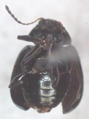 Brachypnoea cretifera