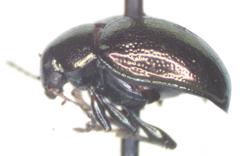 Brachypnoea cretifera
