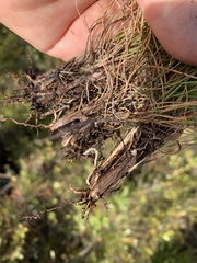 Aristida rhizomophora