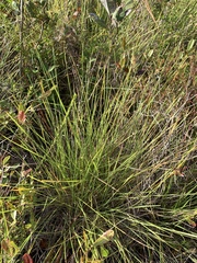 Aristida rhizomophora