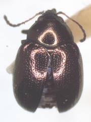 Brachypnoea cretifera