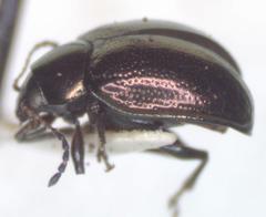 Brachypnoea cretifera