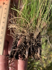 Aristida rhizomophora