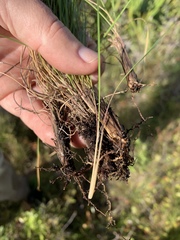 Aristida rhizomophora