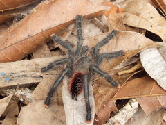 Avicularia juruensis