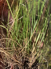 Aristida rhizomophora