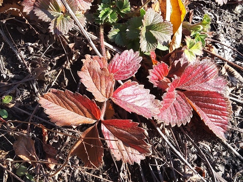 Potentilla stolonifera