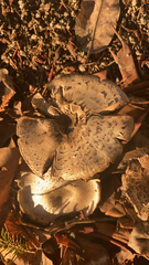 Agaricus buckmacadooi