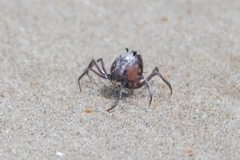 Mictyris darwinensis