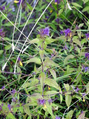 Melampyrum italicum
