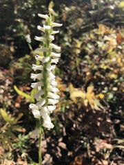 Spiranthes bightensis