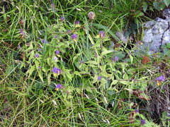 Melampyrum italicum