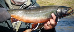 Salvelinus malma
