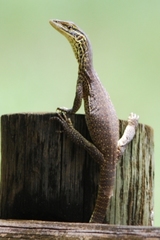 Varanus panoptes