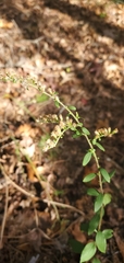 Solidago ulmifolia palmeri