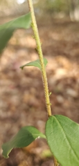 Solidago ulmifolia palmeri