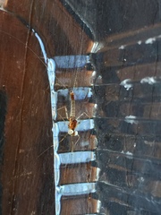 Maccaffertium modestum