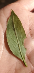 Solidago ulmifolia palmeri